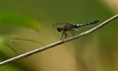 Erythrodiplax laurentia