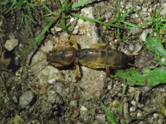 Gryllotalpa