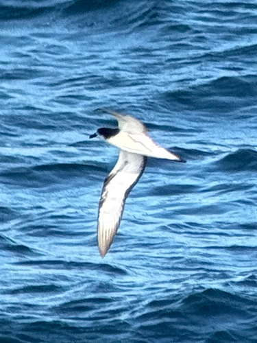 Galapagos Petrel (Pterodroma phaeopygia), photo 6