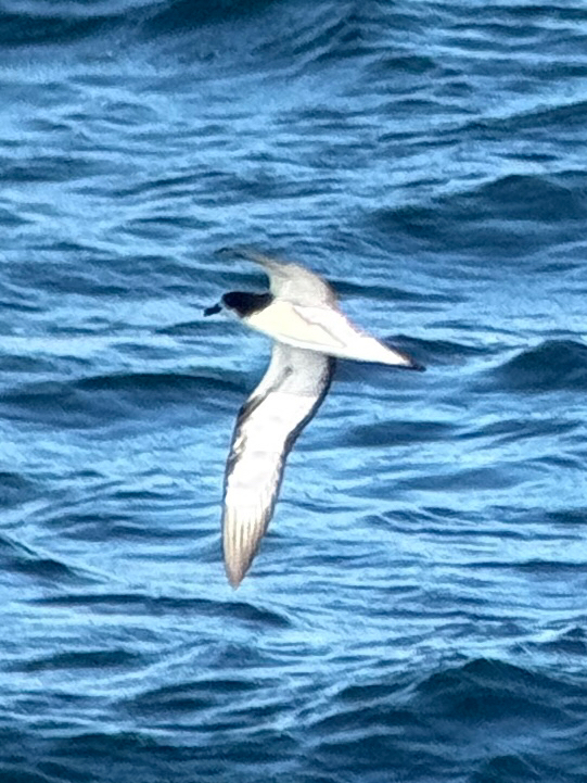 Galapagos Petrel (Pterodroma phaeopygia), photo 6