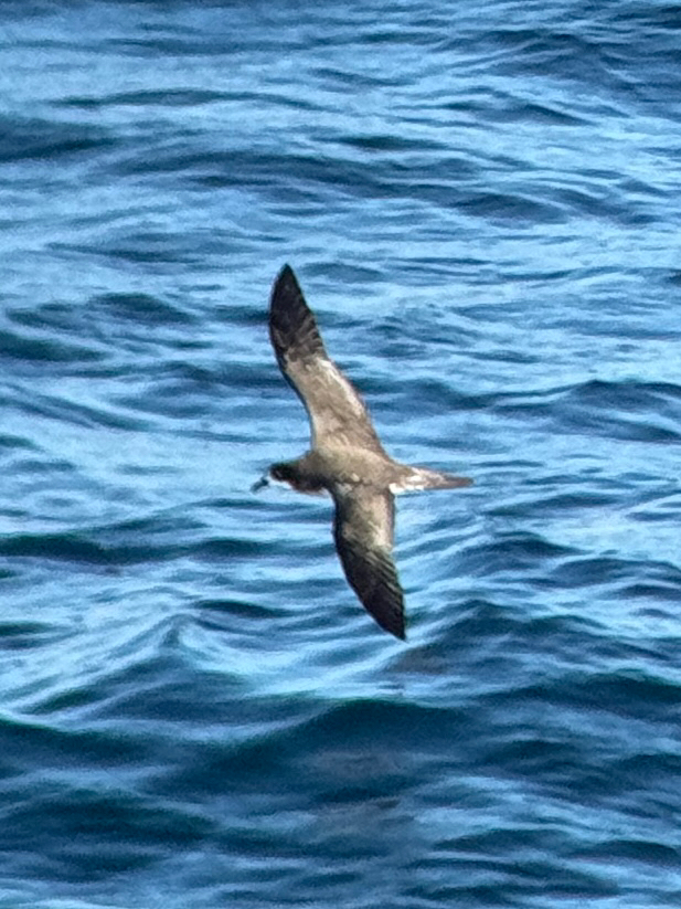 Galapagos Petrel (Pterodroma phaeopygia), photo 5