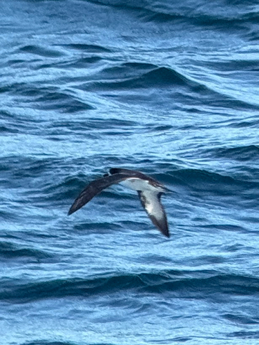 Galapagos Petrel (Pterodroma phaeopygia), photo 7