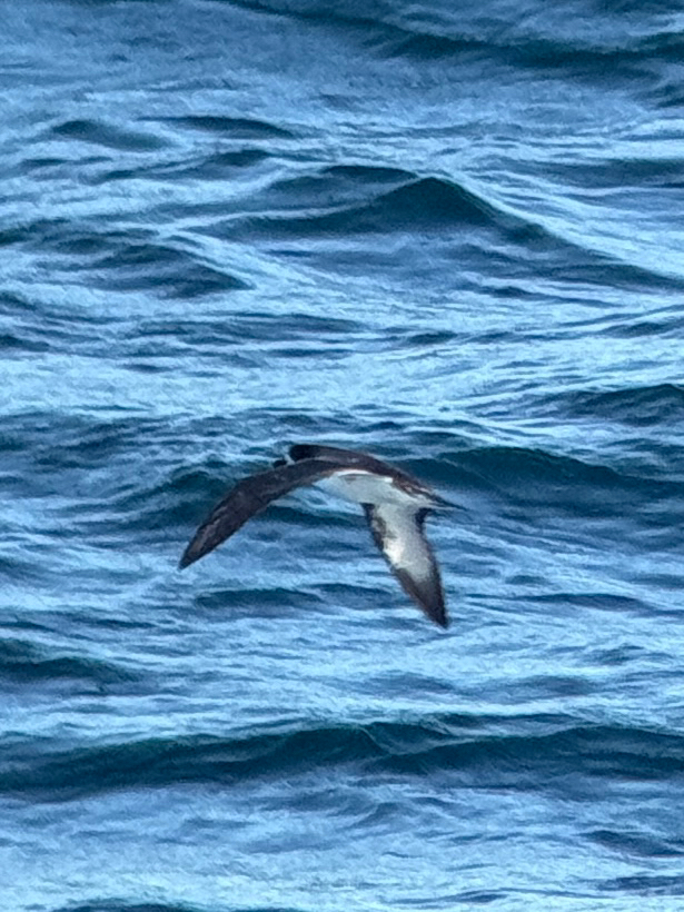 Galapagos Petrel (Pterodroma phaeopygia), photo 7