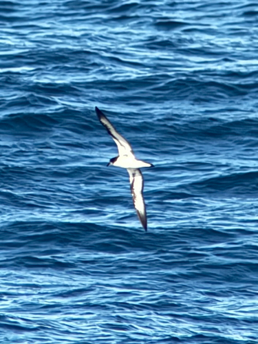 Galapagos Petrel (Pterodroma phaeopygia), photo 10