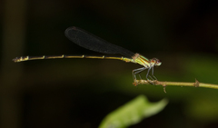 Fredyagrion aculeatum