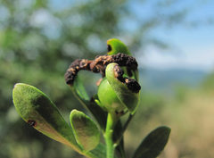 Puccinia jasmini