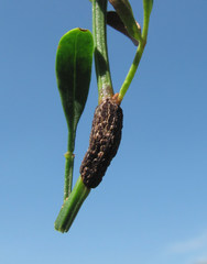 Puccinia jasmini