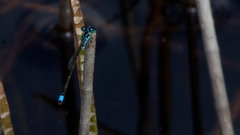Ischnura capreolus