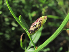 Puccinia jasmini