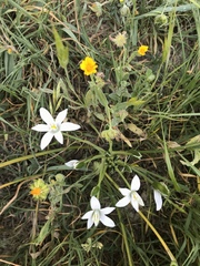 Ornithogalum umbellatum