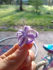 Hyacinthus orientalis