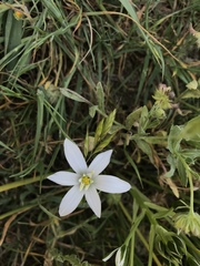 Ornithogalum umbellatum