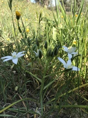Ornithogalum umbellatum
