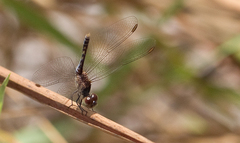 Erythrodiplax paraguayensis