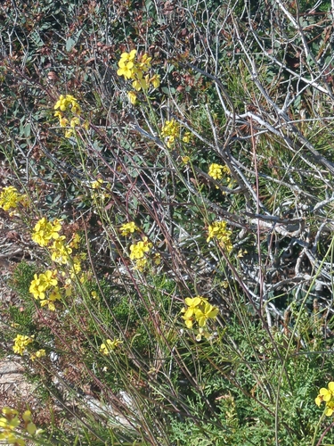 Diplotaxis ibicensis, photograph 1