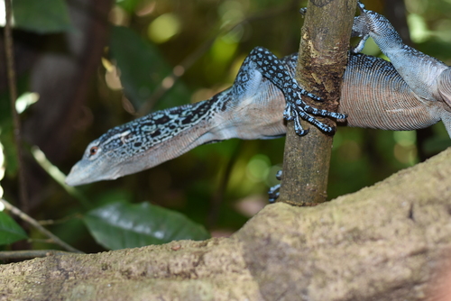 Varanus macraei