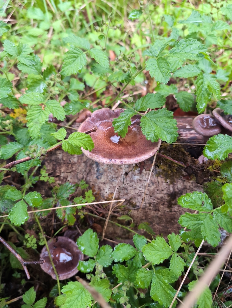 Panus conchatus · April 2026 · photo: © drew333 (iNaturalist, cc0)