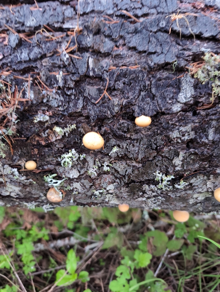Cryptoporus volvatus · April 2026 · photo: © drew333 (iNaturalist, cc0)