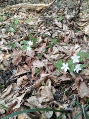 Isopyrum thalictroides