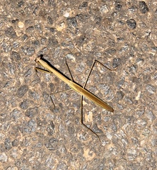 Tenodera superstitiosa