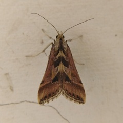 Diasemia