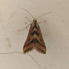 Diasemia