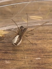 Frontinellina frutetorum