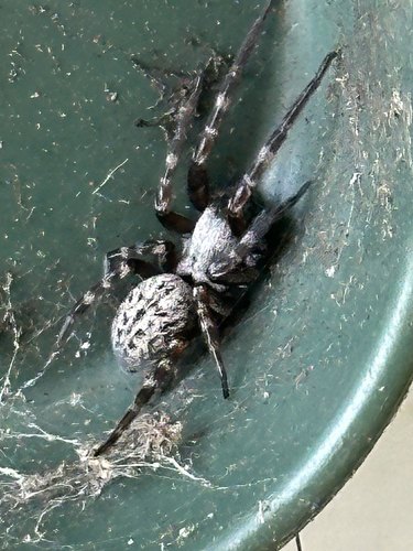 Grey House Spider photo 5