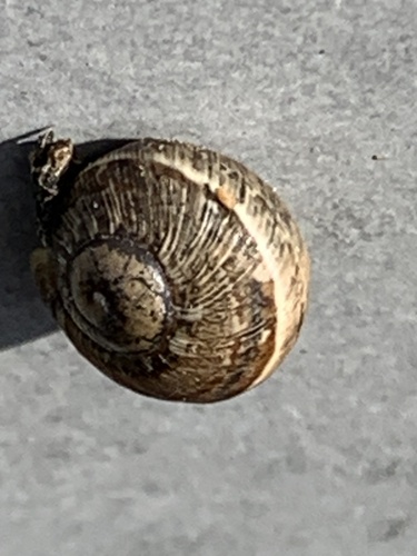 Cornu aspersum