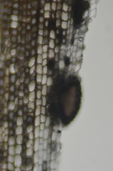 Xylographa parallela