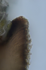 Xylographa parallela