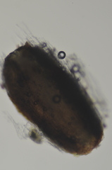 Xylographa parallela