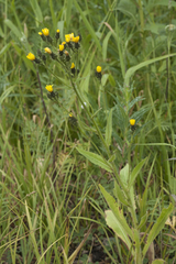 Picris japonica kamtschatica