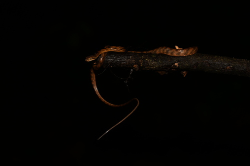 Ranawana's Cat Snake