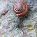 Huachuca Woodland Snail - Photo (c) Jeff Sorensen, some rights reserved (CC BY-NC), uploaded by Jeff Sorensen