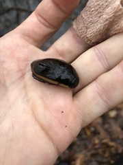 Dytiscus verticalis