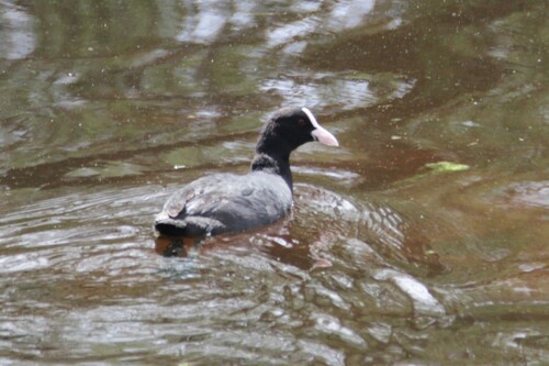 Avistamiento Fulica atra