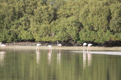 Phoenicopterus roseus