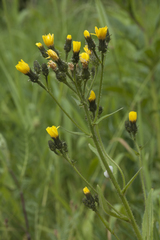 Picris japonica kamtschatica