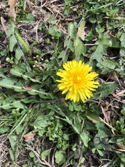 Taraxacum