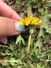 Taraxacum