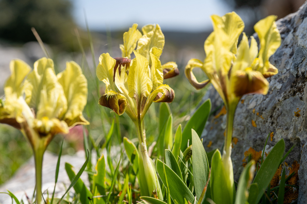 Southern Dwarf-iris