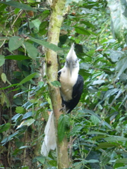 Berenicornis comatus