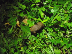Euthyneura