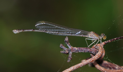 Enallagma vesperum