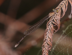 Enallagma vesperum
