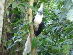 Berenicornis comatus