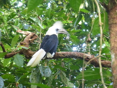 Berenicornis comatus