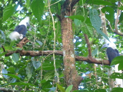 Berenicornis comatus