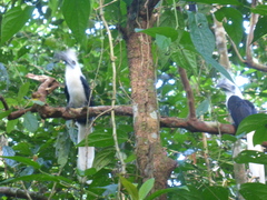 Berenicornis comatus
